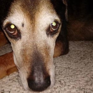 Meet your Posher, Donovan